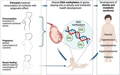 Dietary nutrients during gestation cause obesity and related metabolic changes by altering DNA methylation in the offspring